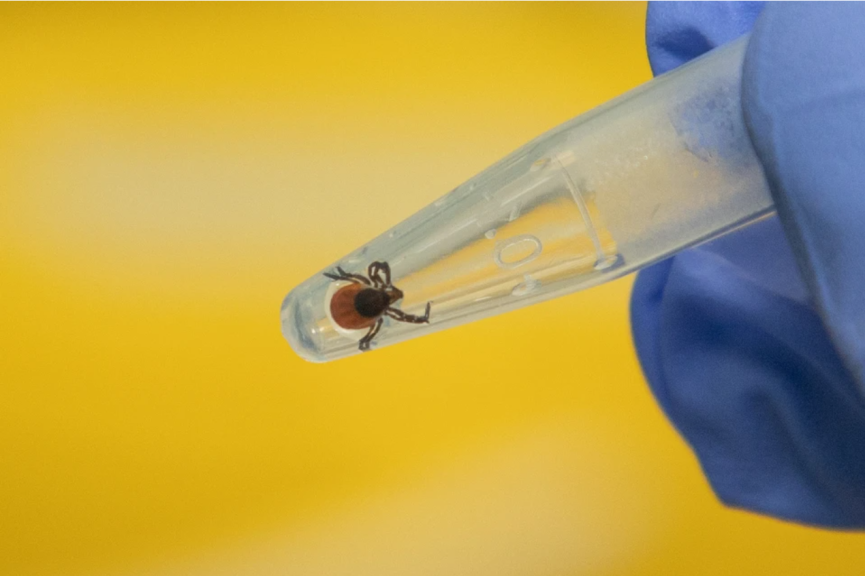 Клещи проснулись: как севастопольцы могут защититься от мелких паразитов